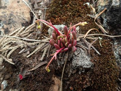 Lewisia columbiana, photographed by Randal