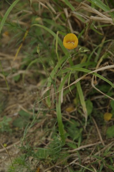 Linum elongatum, photographed by Eric Knight