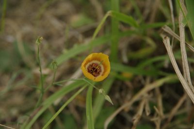 Linum elongatum, photographed by Eric Knight