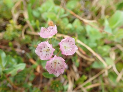 Kalmia microphylla, photographed by Randal