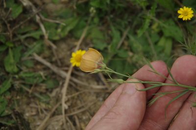 Linum elongatum, photographed by Eric Knight