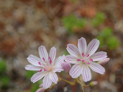 Lewisia columbiana, photographed by Randal
