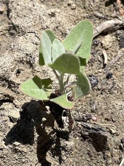 Chenopodium incanum, photographed by Bobby McCabe