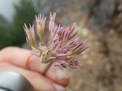 Allium crenulatum, photographed by Randal