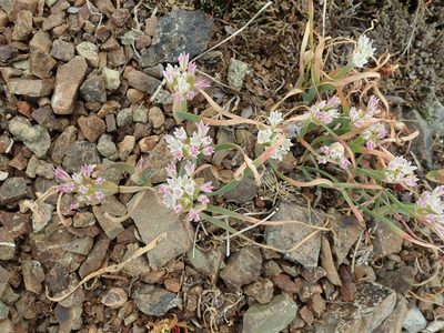 Allium crenulatum, photographed by Randal