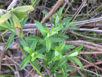 Baccharis plummerae, photographed by Adam J. Searcy
