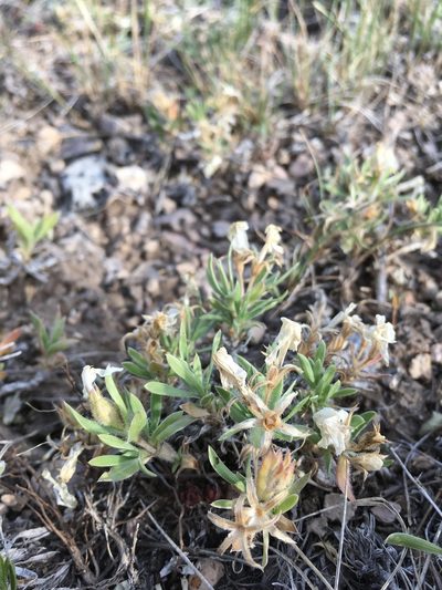Phlox alyssifolia, photographed by Cecelia Alexander