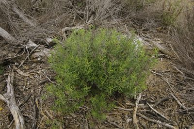 Isocoma coronopifolia, photographed by Eric Knight