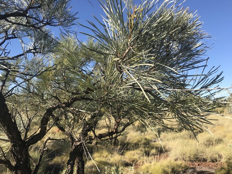 Grevillea pyramidalis, photographed by Miguel de Salas