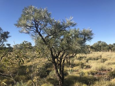Grevillea pyramidalis, photographed by Miguel de Salas