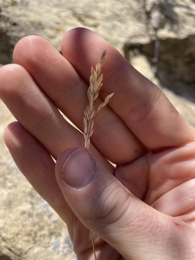 Poa fendleriana, photographed by Bobby McCabe
