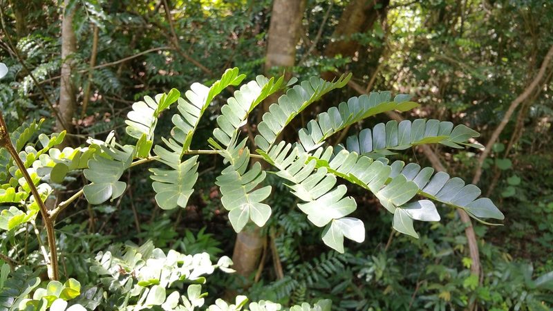 Albizia gummifera, photographed by Stuart Cable