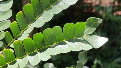 Albizia gummifera, photographed by Stuart Cable
