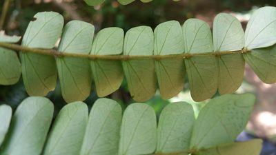 Albizia gummifera, photographed by Stuart Cable