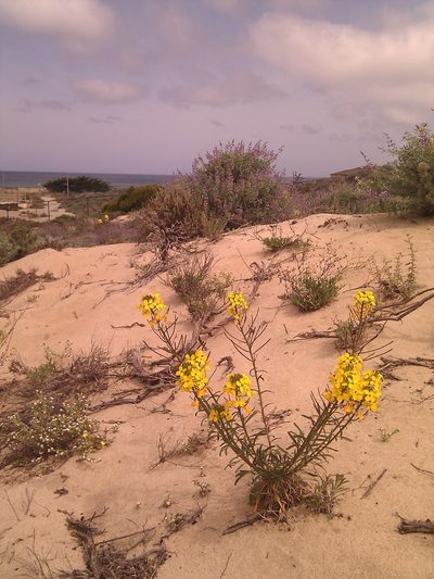 Erysimum ammophilum, photographed by Vicki2