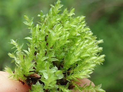Rosulabryum canariense, photographed by Randal
