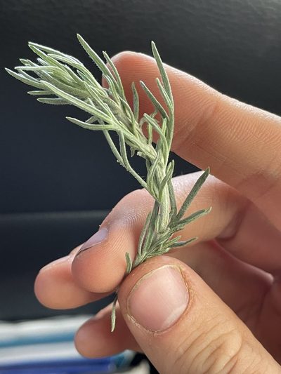 Artemisia carruthii, photographed by Bobby McCabe