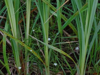 Stellaria longifolia, photographed by Reuven Martin