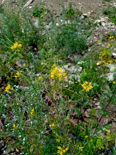 Sisymbrium heteromallum, photographed by Владимир Преловский
