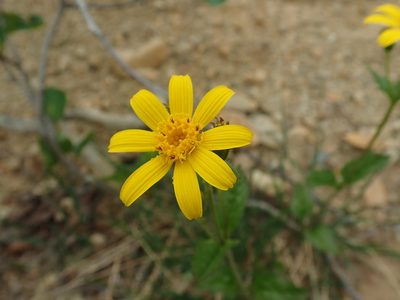 Arnica latifolia, photographed by Randal