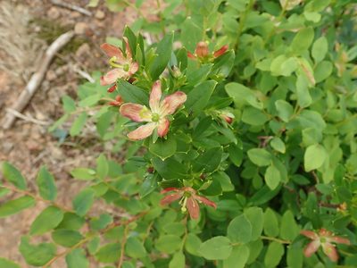 Elliottia pyroliflora, photographed by Randal