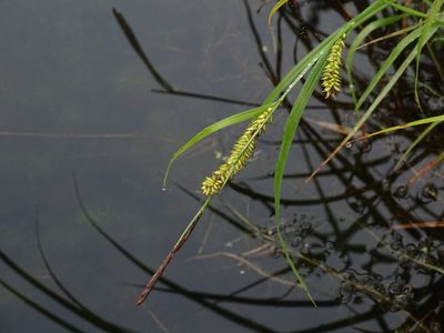 Carex lacustris, photographed by Reuven Martin
