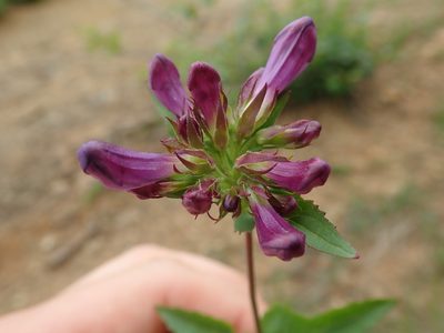 Penstemon serrulatus, photographed by Randal