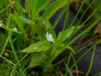 Stellaria longifolia, photographed by Reuven Martin