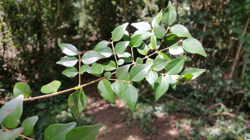 Strychnos myrtoides, photographed by Stuart Cable