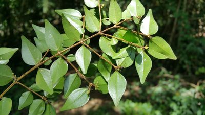 Strychnos myrtoides, photographed by Stuart Cable