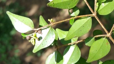 Strychnos myrtoides, photographed by Stuart Cable