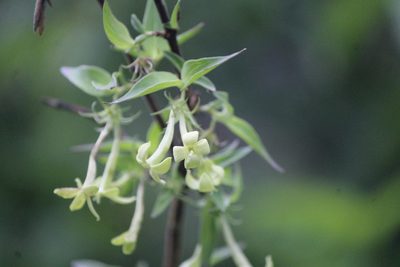 Bouvardia multiflora, photographed by José Belem Hernández Díaz