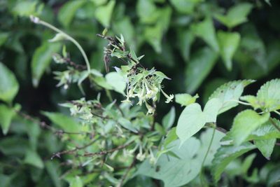 Bouvardia multiflora, photographed by José Belem Hernández Díaz