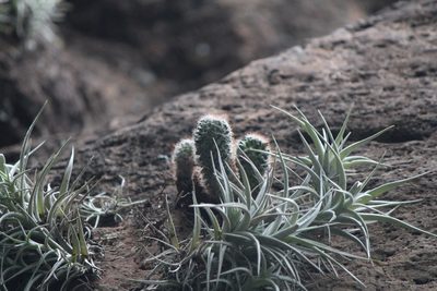 Mammillaria crinita, photographed by José Belem Hernández Díaz