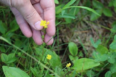Oenothera perennis, photographed by Henry "Nick" Robertson