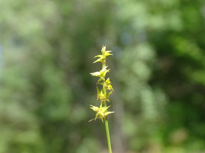 Carex echinata, photographed by Reuven Martin