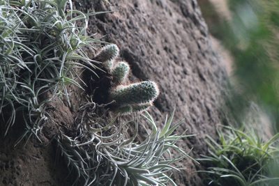 Mammillaria crinita, photographed by José Belem Hernández Díaz
