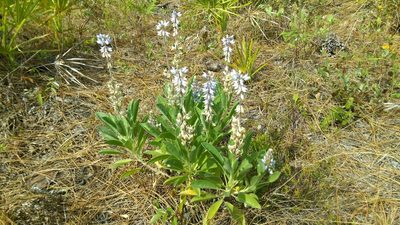 Lupinus floridanus, photographed by Valerie Anderson