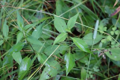 Symphyotrichum ciliolatum, photographed by Henry "Nick" Robertson