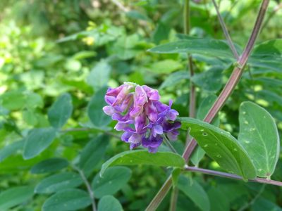 Lathyrus venosus, photographed by Reuven Martin