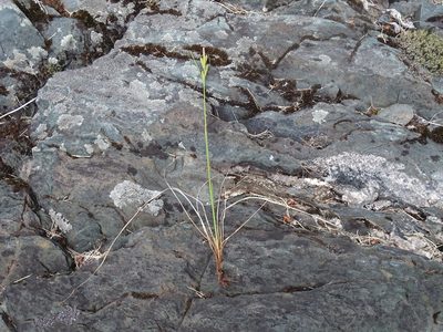 Carex lenticularis, photographed by Reuven Martin