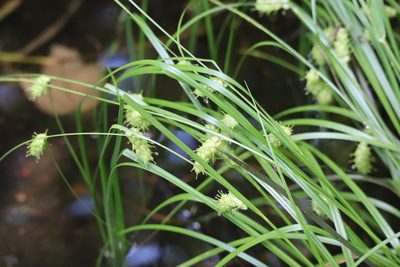 Carex tuckermanii, photographed by Henry "Nick" Robertson