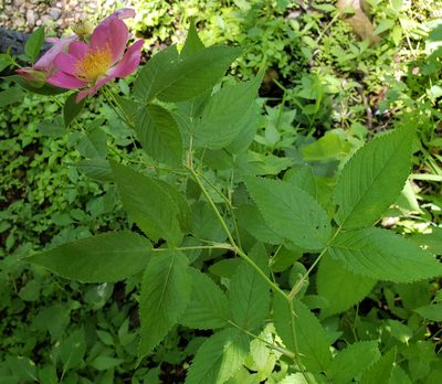 Rosa setigera, photographed by aarongunnar