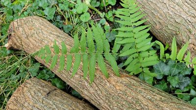 Diplaziopsis pycnocarpa, photographed by Jason Swanson