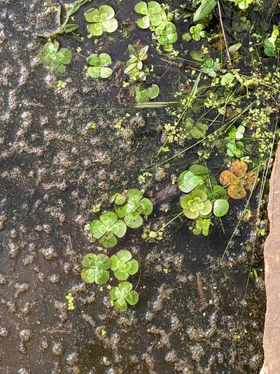 Marsilea mutica, photographed by Alison Northup