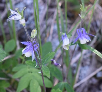 Aquilegia brevistyla, photographed by Eric Lamb