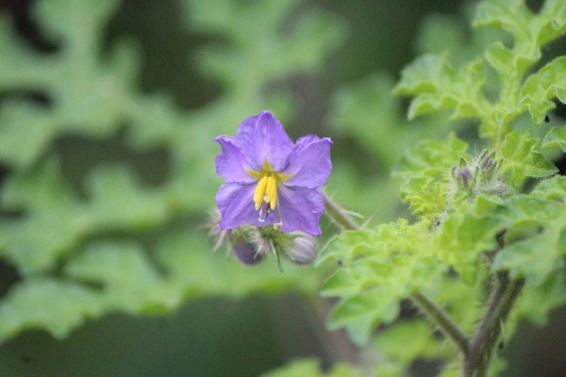 Solanum heterodoxum, photographed by José Belem Hernández Díaz