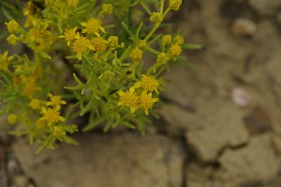 Haploesthes greggii, photographed by Eric Knight