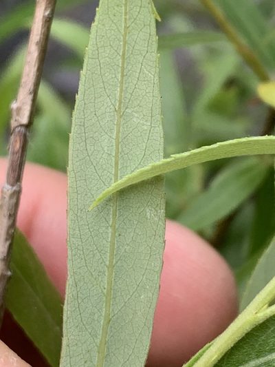 Salix geyeriana, photographed by Tom Erler