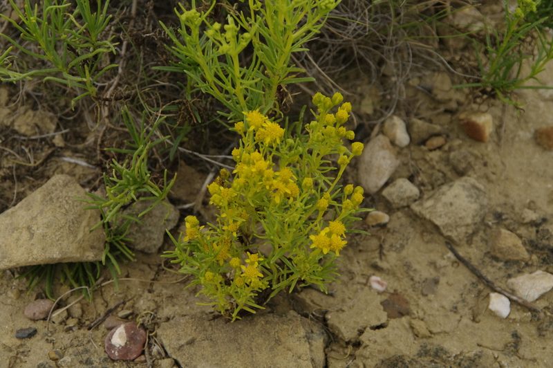 Haploesthes greggii, photographed by Eric Knight